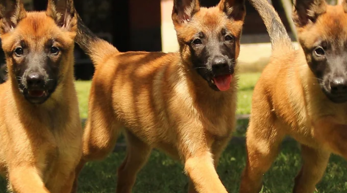 filhote-malinois