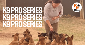 5 Sinais de que Seu Cão Precisa de Adestramento Urgente