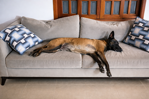 Puma (Pastor Belga malinois)
Cão treinada para companhia e proteção  deitada no sofá de casa.