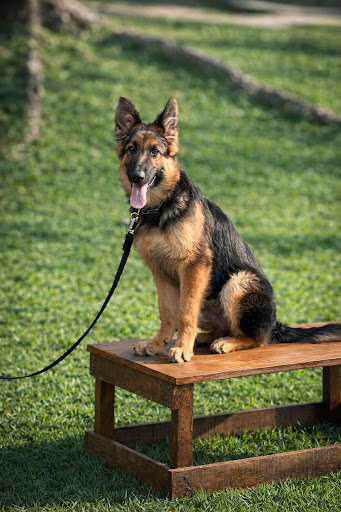 Puma (Pastor Belga malinois)
Cão treinada para companhia e proteção pela k9 Pro Series.