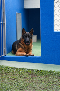 Higienização de Canis: Como Garantir um Ambiente Limpo e Seguro para os Cães.
