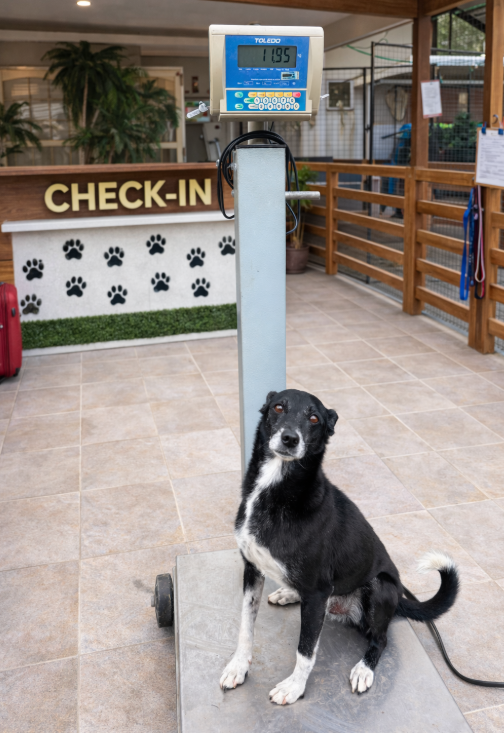 Cão na balança de peso