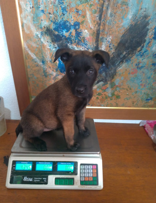 Cão filhote sendo pesado