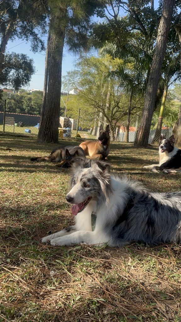 Caes em hospedagem K9 Proseries