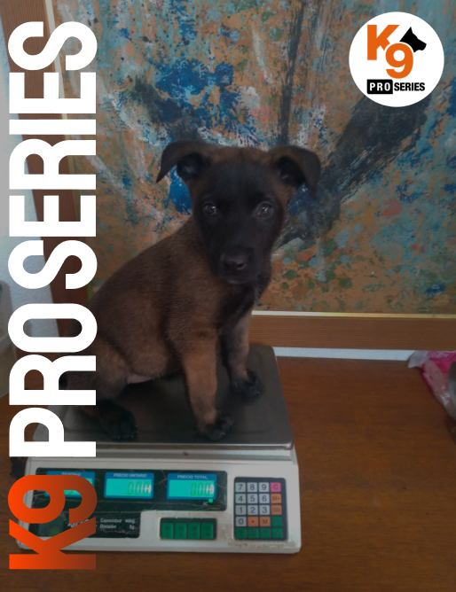 Pesagem Mensal dos Cães: Controle, Saúde e Bem-Estar na K9 Pro Series