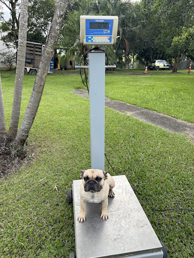 Cão Pug sendo pesado