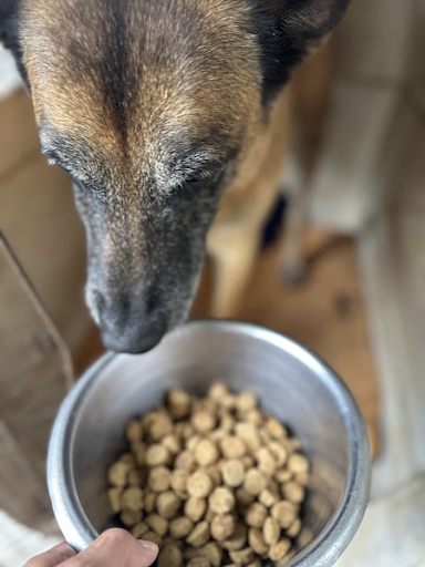 alimentação e comportamento canino