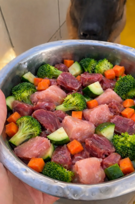 alimentação natural para cães
