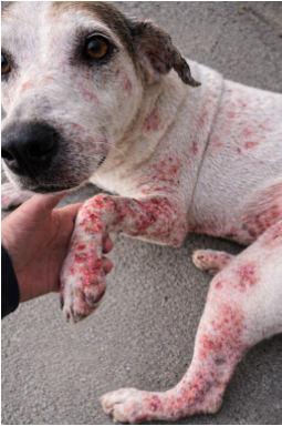 Cão com sarna