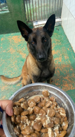 centro de treinamento canino
