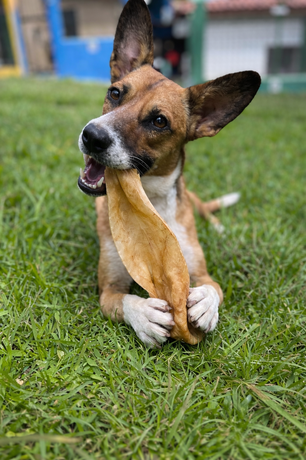 Saúde Bucal Canina: A Importância dos Ossos Certos para o Bem-Estar do Seu Cão